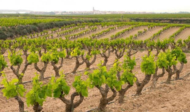 Casa Rural Ardetxal A 16Km De Logrono Y Laguardia Vinaspre Bagian luar foto